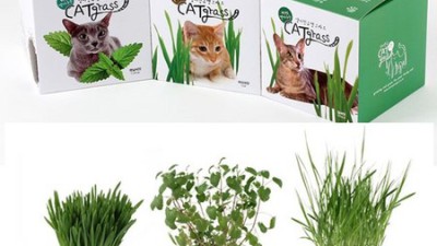 냥이 건강 간식! 득템찬스 놓치지 마세요: 고양이새싹귀리 후기